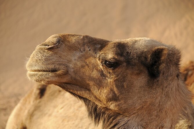 Cappadocia Camel Ride Experience with Hotel Pickup - Mounting the Camel: What the Setup Feels Like
