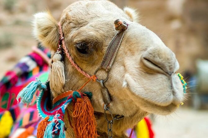 Cappadocia Camel Ride Experince Sunrise Sunset Daytime - Camel Ride Timing in Göreme, Sunrise to Sunset