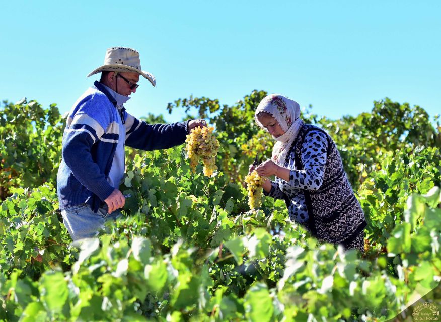 Cappadocia: Private Half-Day Vineyards & Wine Tasting Tour - Cappadocia vineyards from a private car, not a rushed ride