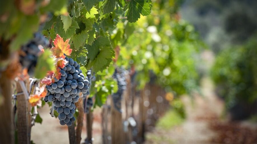 Cappadocia: Private Half-Day Vineyards & Wine Tasting Tour - What to bring and how to plan your day