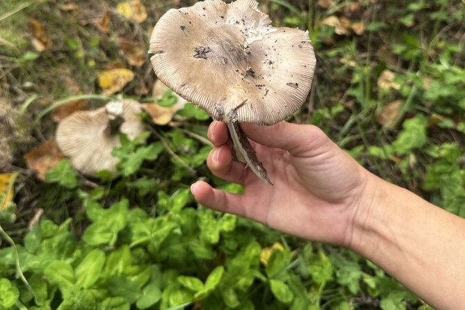 Foraging and Gastronomy Experience - Price and Value: Is $241.97 Per Person Worth It?